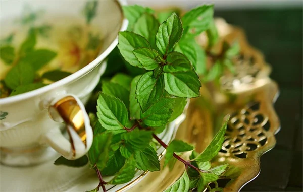 Low Light Indoor Herbs: My Best Tips for Success